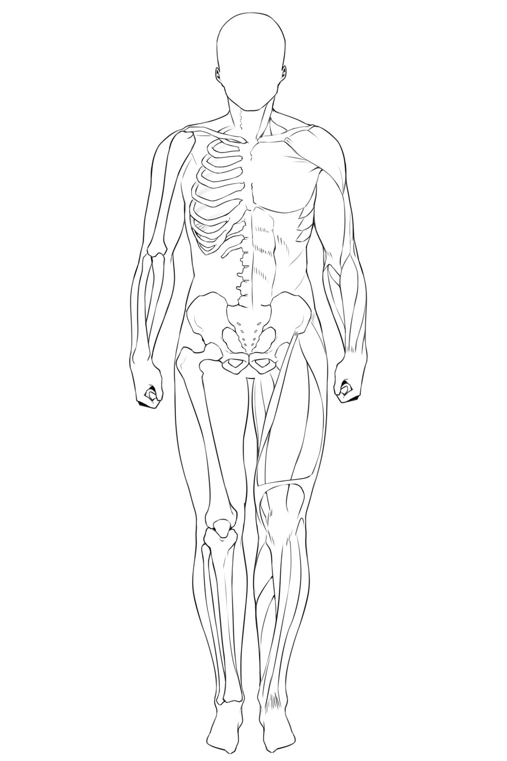 性別による骨格と筋肉の違いを理解しよう | ちょっぴりHなおんなのこの描き方 第1回 – PICTURES