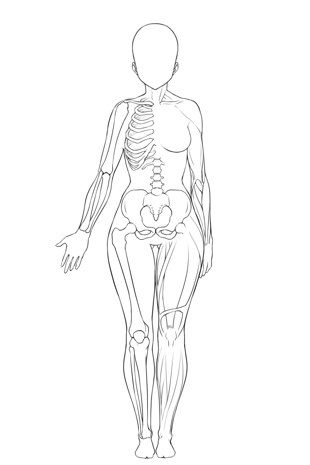 性別による骨格と筋肉の違いを理解しよう ちょっぴりhなおんなのこの描き方 第1回 Pictures