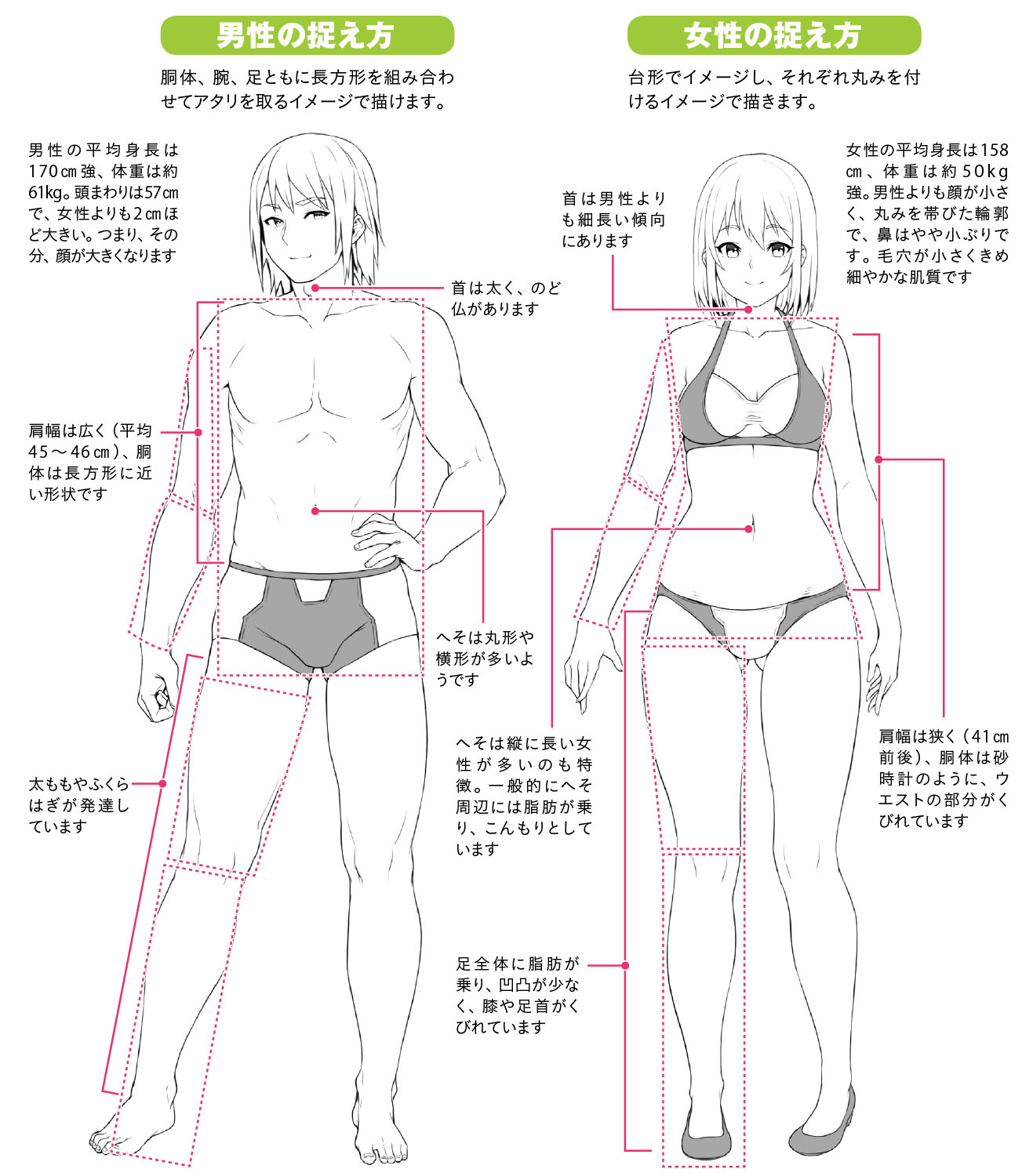 性別による骨格と筋肉の違いを理解しよう ちょっぴりhなおんなのこの