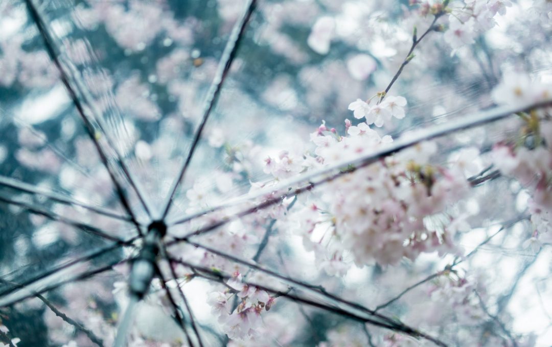 いつもと違ったシーンでありのままの「桜」の姿を残す