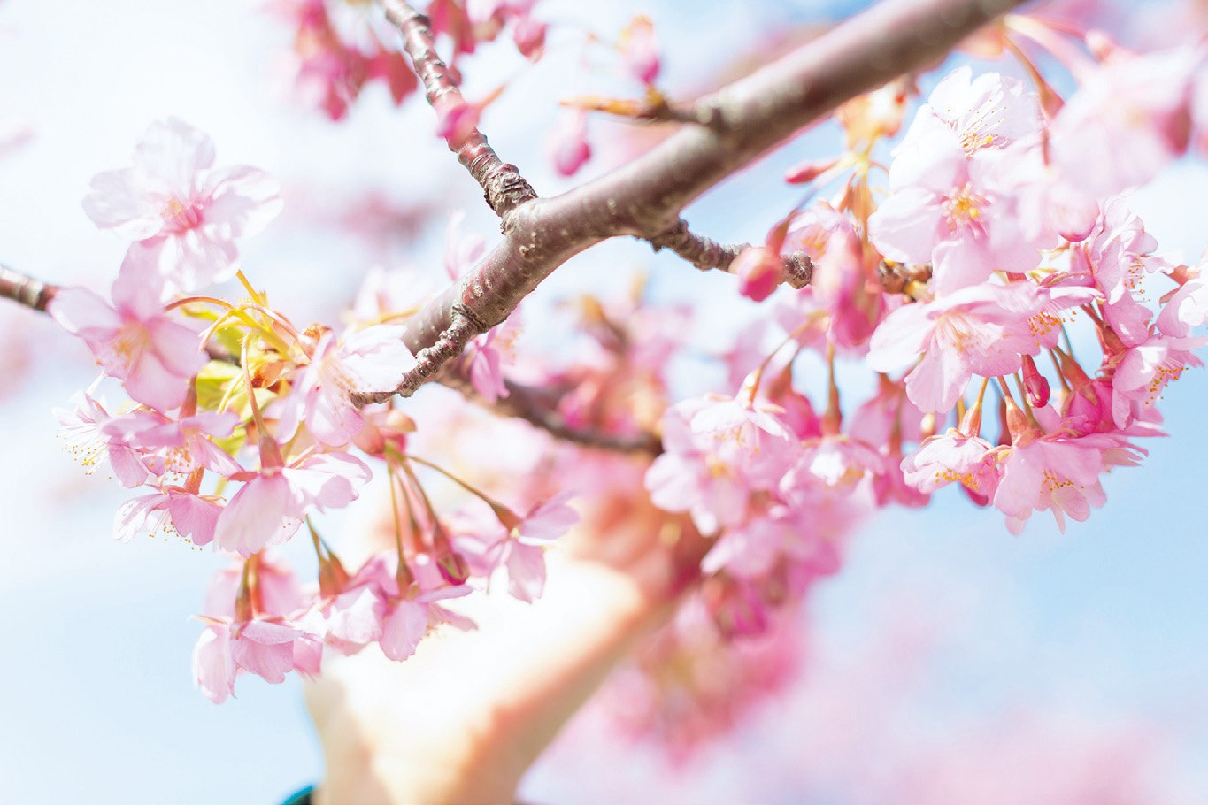 いつもと違ったシーンでありのままの 桜 の姿を残す 大村祐里子の身近なものの撮り方辞典 第4回 Pictures