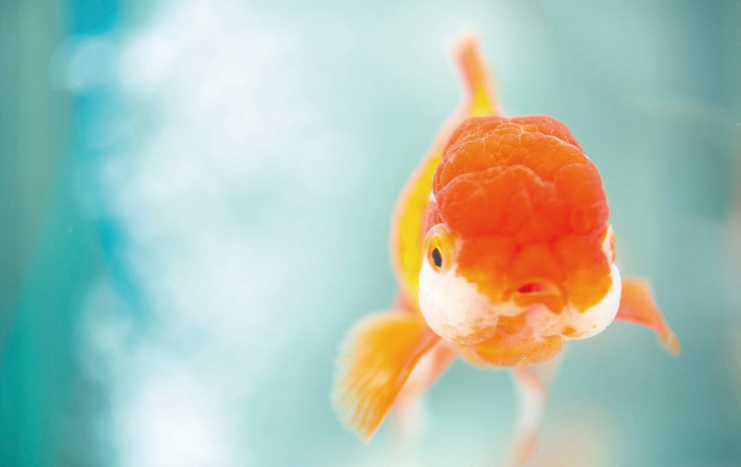 金魚 の魅力を伝えるときは やりすぎくらいがちょうどいい 大村祐里子の身近なものの撮り方辞典 第8回 Pictures