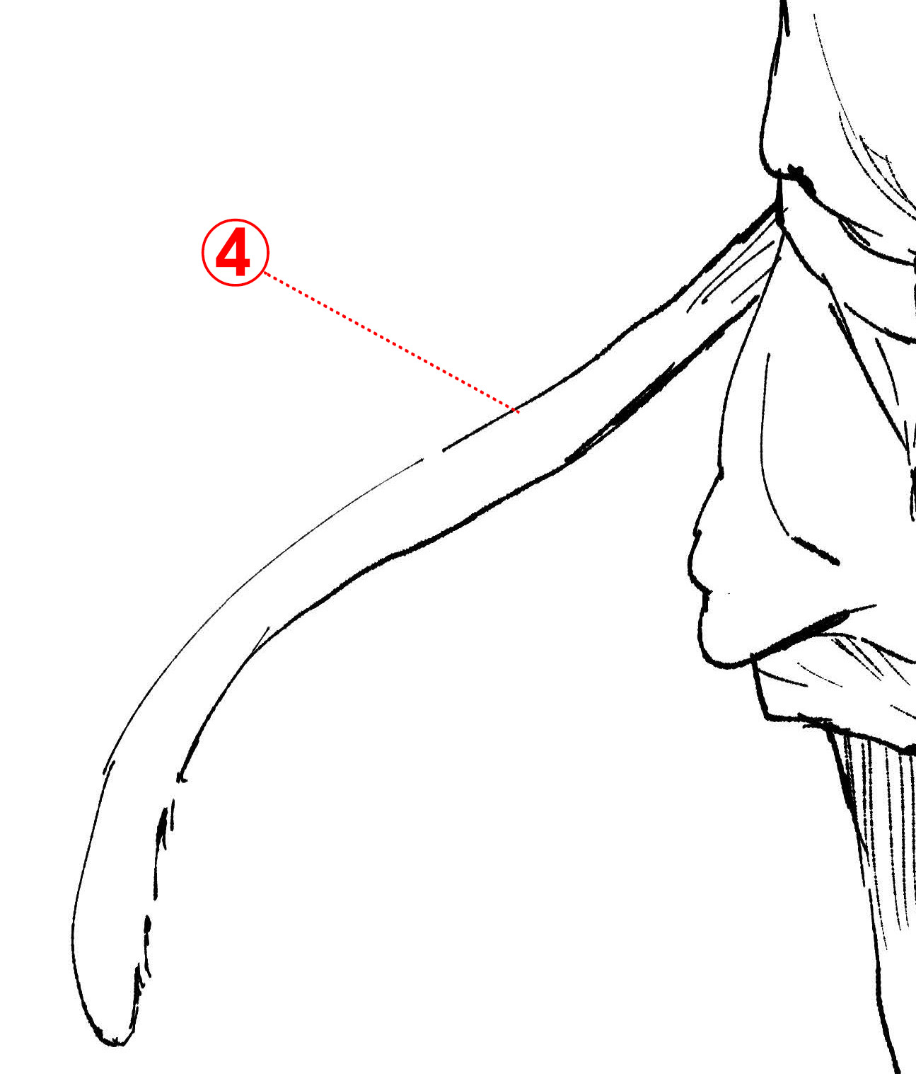 もふもふ1 ネコ耳の描き方とは ケモミミの描き方 第1回 Pictures