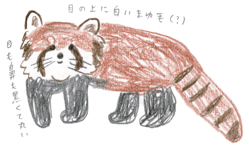 トップ100レッサーパンダ イラスト 白黒 すべてかわいい動物