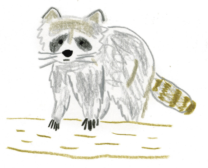 ゆるかわいい アライグマを描いてみよう ミヤタチカのお絵描き