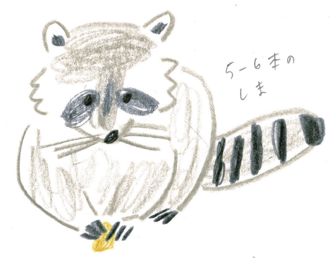 ゆるかわいい アライグマを描いてみよう ミヤタチカのお絵描き