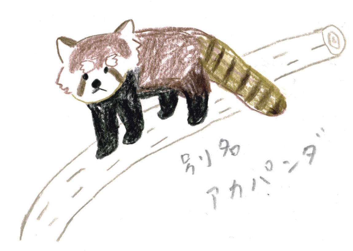 最高のレッサーパンダ イラスト かわいい 日本のイラスト