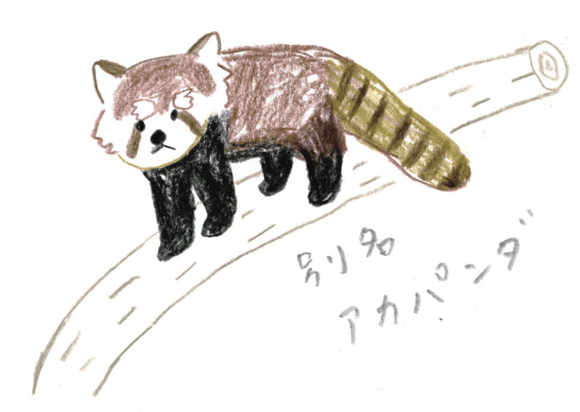 レッサーパンダを描いてみよう ミヤタチカのお絵描き動物園 ゆるく