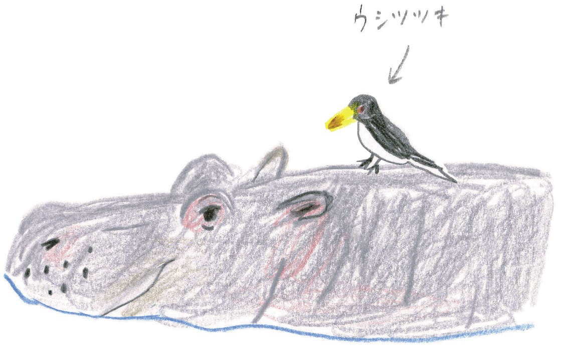 ゆるかわいいカバを描いてみよう ミヤタチカのお絵描き動物園 ゆるく楽しい描き方レッスン 第９回 Pictures