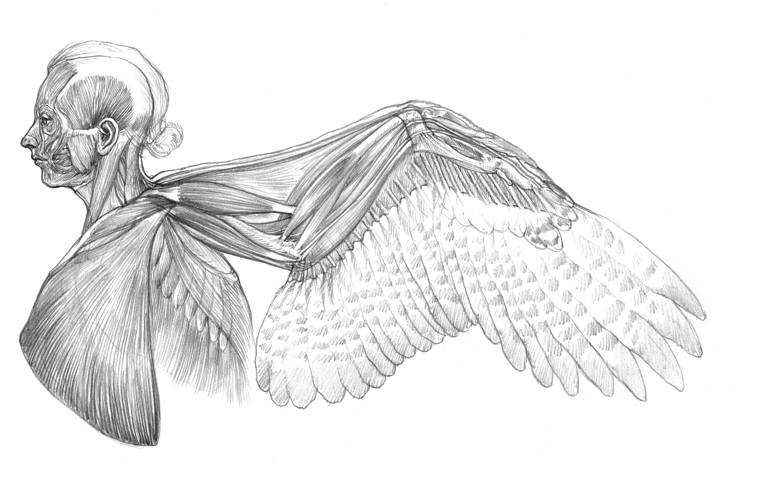 人体に翼を生やすことは可能か キューピッドを美術解剖図で考察する 美しい美術解剖図 第2回 Pictures