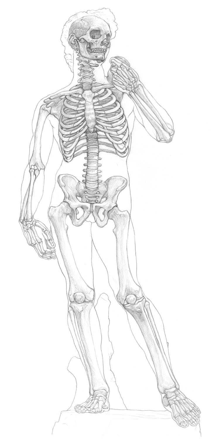 美術解剖学でデッサン力がアップする ダヴィデ像の美術解剖図 美しい美術解剖図 第1回 Pictures