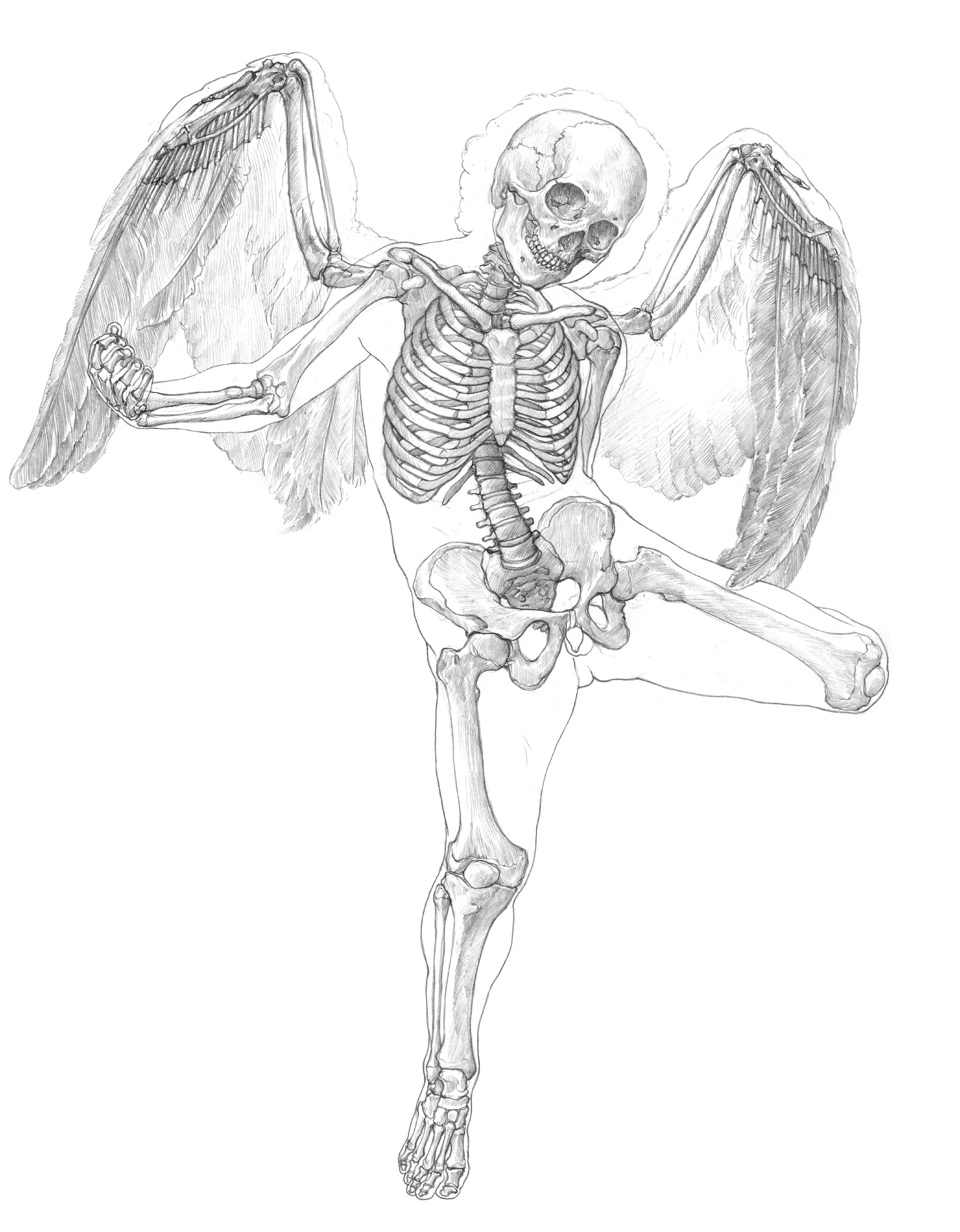 人体に翼を生やすことは可能か キューピッドを美術解剖図で考察する