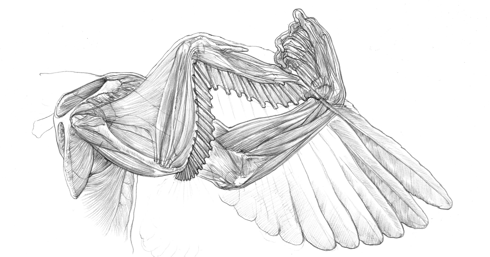 人体に翼を生やすことは可能か キューピッドを美術解剖図で考察する 美しい美術解剖図 第2回 Pictures