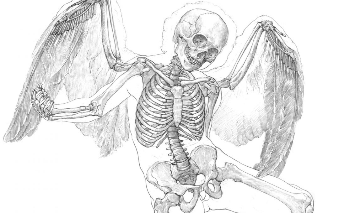 人体に翼を生やすことは可能か？キューピッドを美術解剖図で考察する