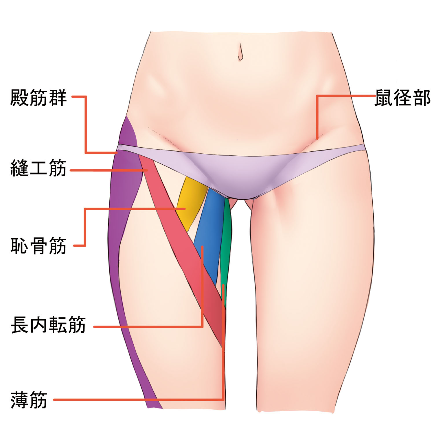 鼠蹊 部 イラスト