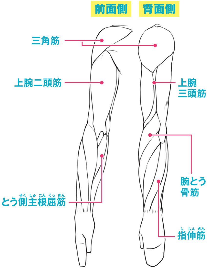 腕の筋肉