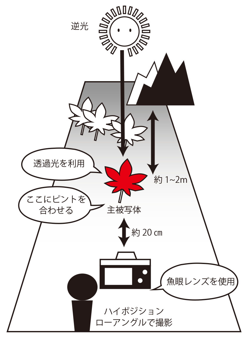 逆光を透過させて被写体のみずみずしさを引き出す 初心者が真っ先に覚えたい 写真の表現テクニック入門 第9回 Pictures