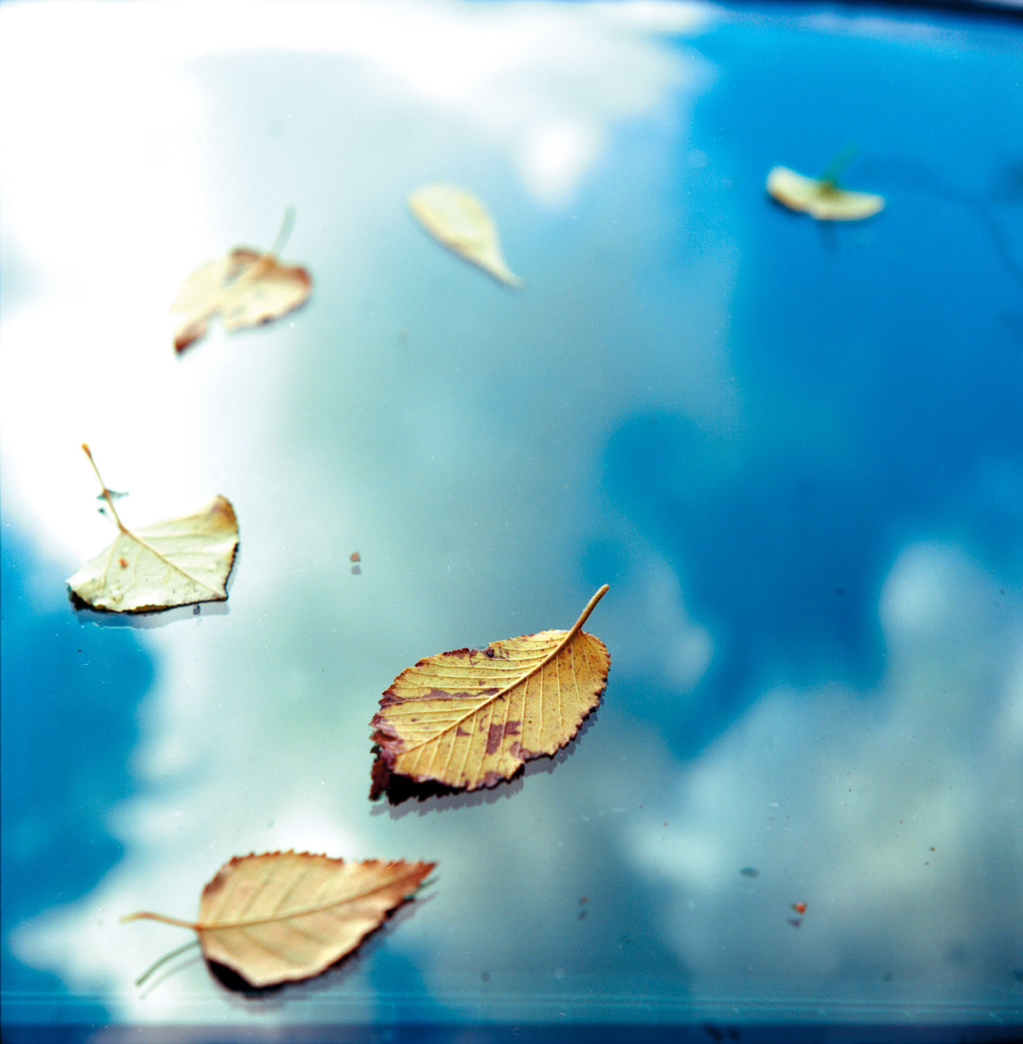 落ち葉 が舞い落ちるシチュエーションも作品の一要素 大村祐里子の身近なものの撮り方辞典 第24回 Pictures