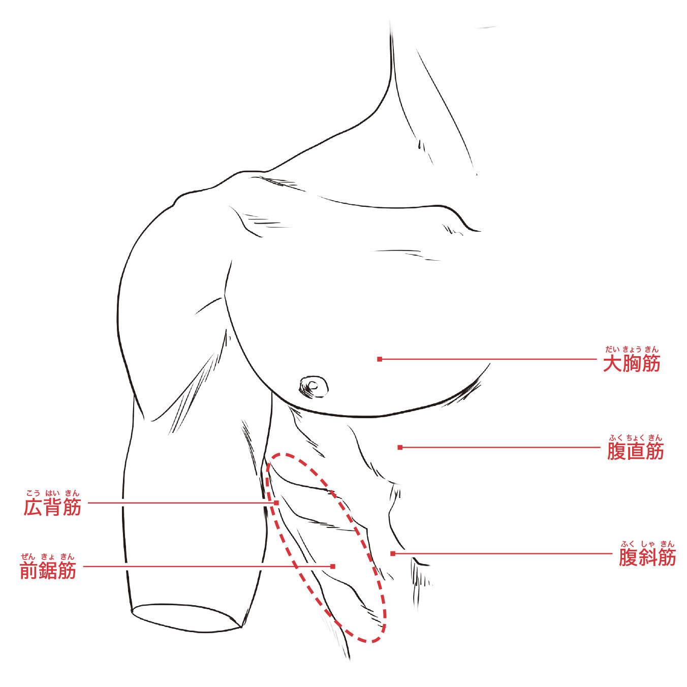 男性的な体つきを特徴づける 筋肉 の描き方とは 色気のある男の