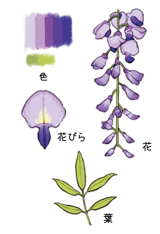 藤の花 イラスト 描き方 藤の花 イラスト 描き方 Blogpictjpwfwb