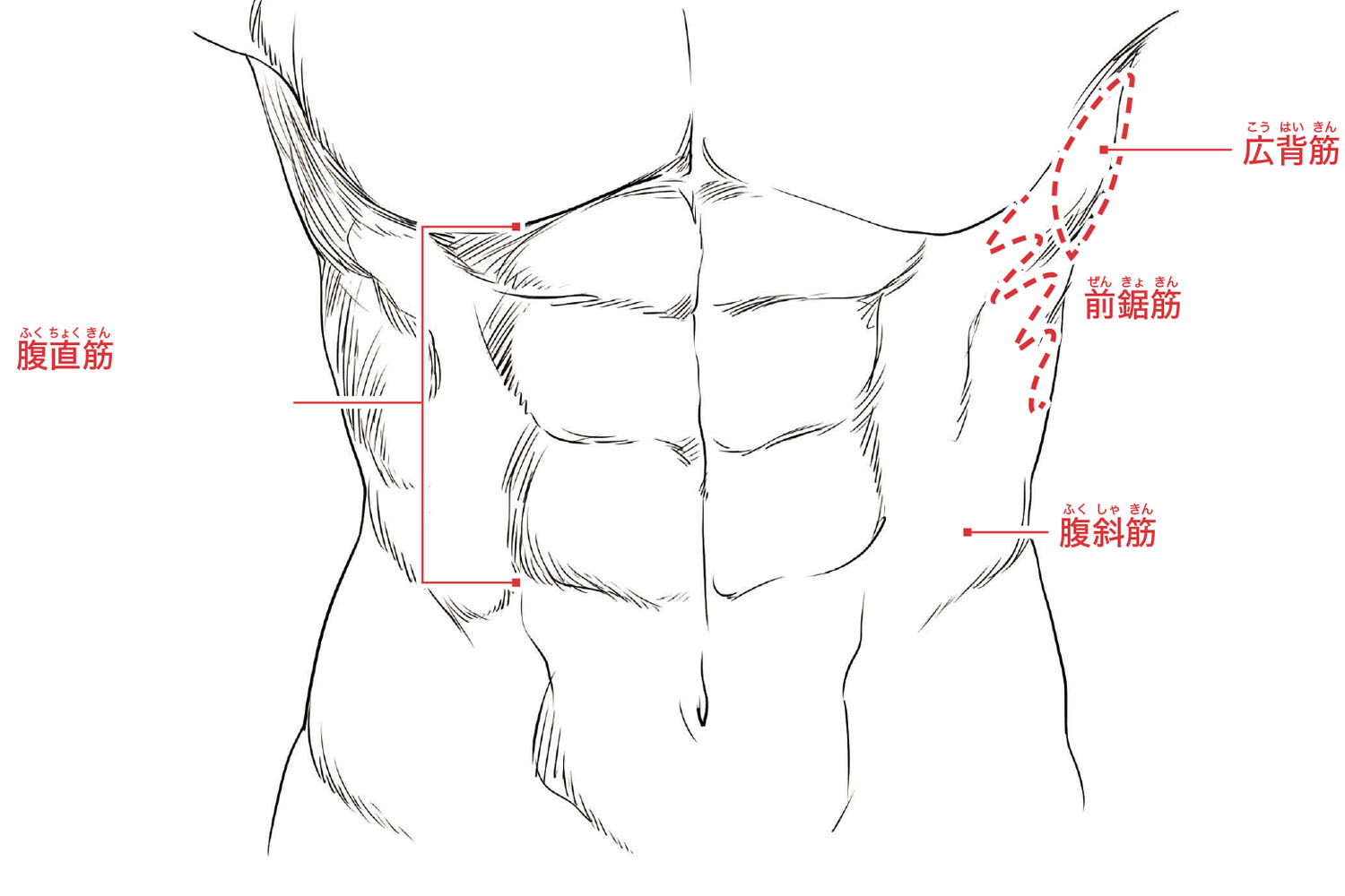 男性的な体つきを特徴づける 筋肉 の描き方とは 色気のある男の