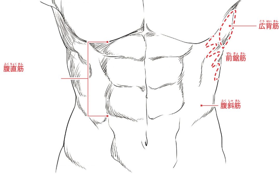 男性的な体つきを特徴づける「筋肉」の描き方とは？