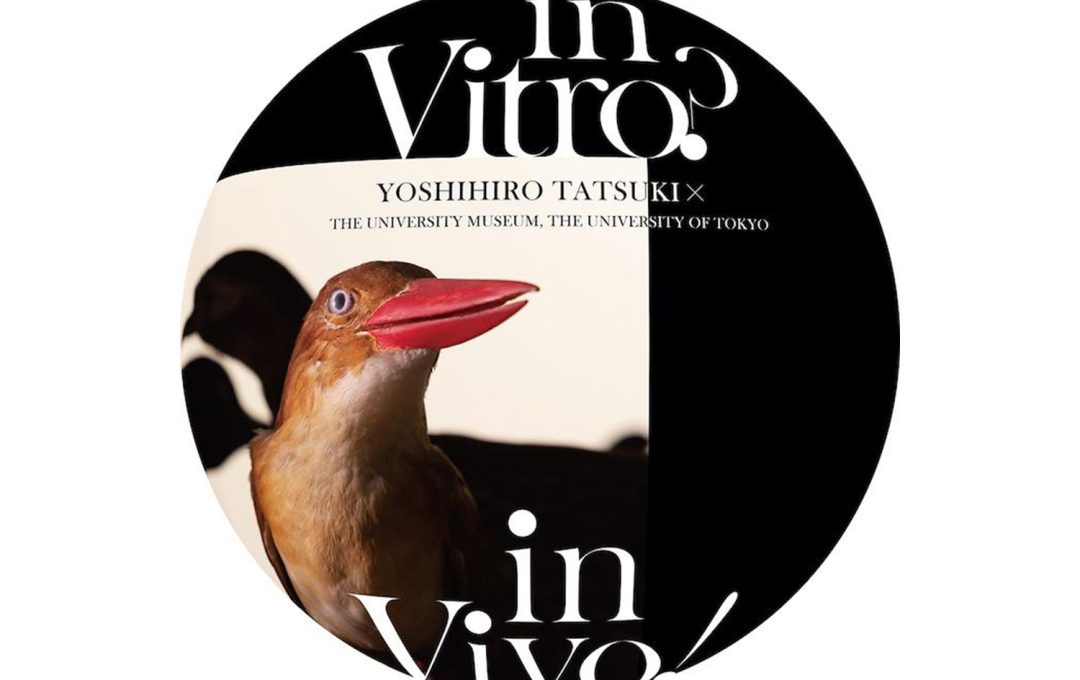 特別展示『in Vitro? in Vivo! – 写真家 立木義浩 ✕ 東京大学』開催