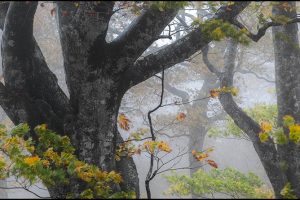 石田道行 写真展「Forest」（京都写真美術館 ギャラリー・ジャパネスク）