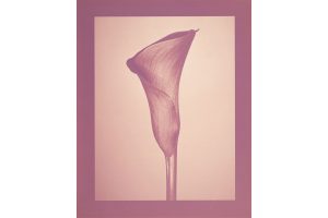 大和田良 写真展「FLORA/ECHO」@ギャラリー・ソラリス
