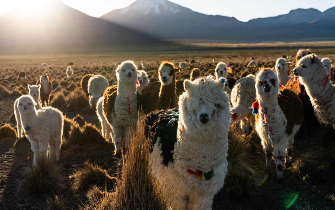 松井章 写真展「アルパカ ～アンデスの民と生きる～」富士フォトギャラリー銀座にて開催