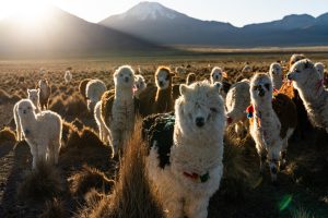 松井章 写真展「アルパカ ～アンデスの民と生きる～」富士フォトギャラリー銀座にて開催